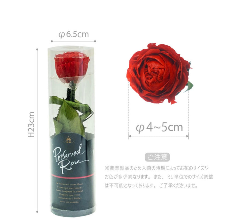 ステムローズ〜PINK〜