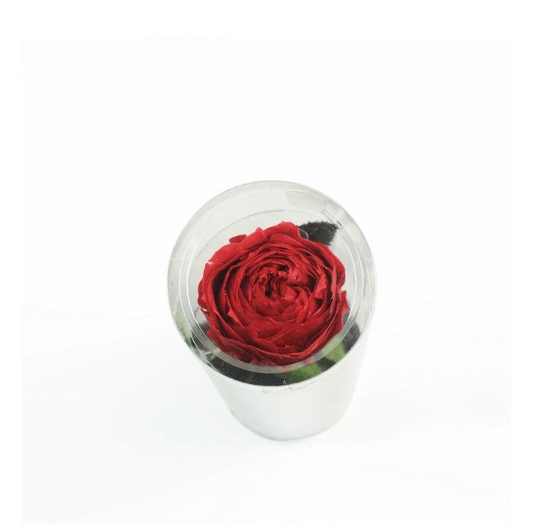 ステムローズ〜PINK〜