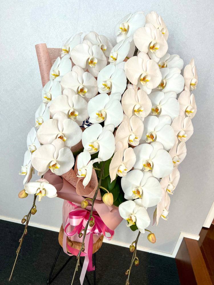 3本立ち胡蝶蘭(pink wrapping)