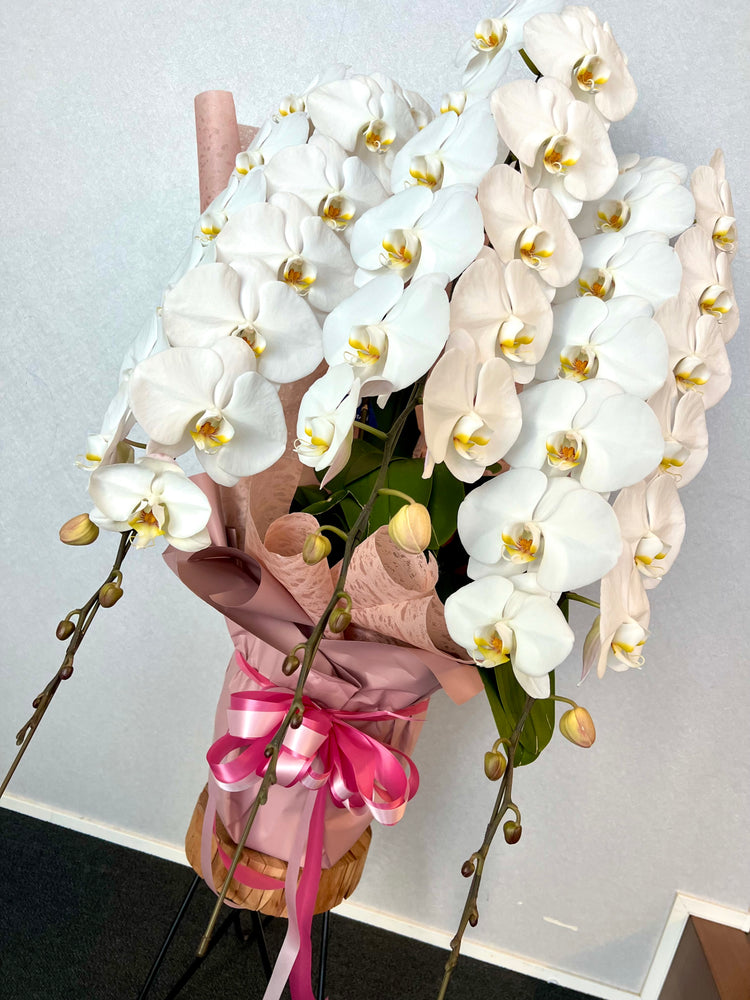 3本立ち胡蝶蘭(pink wrapping)