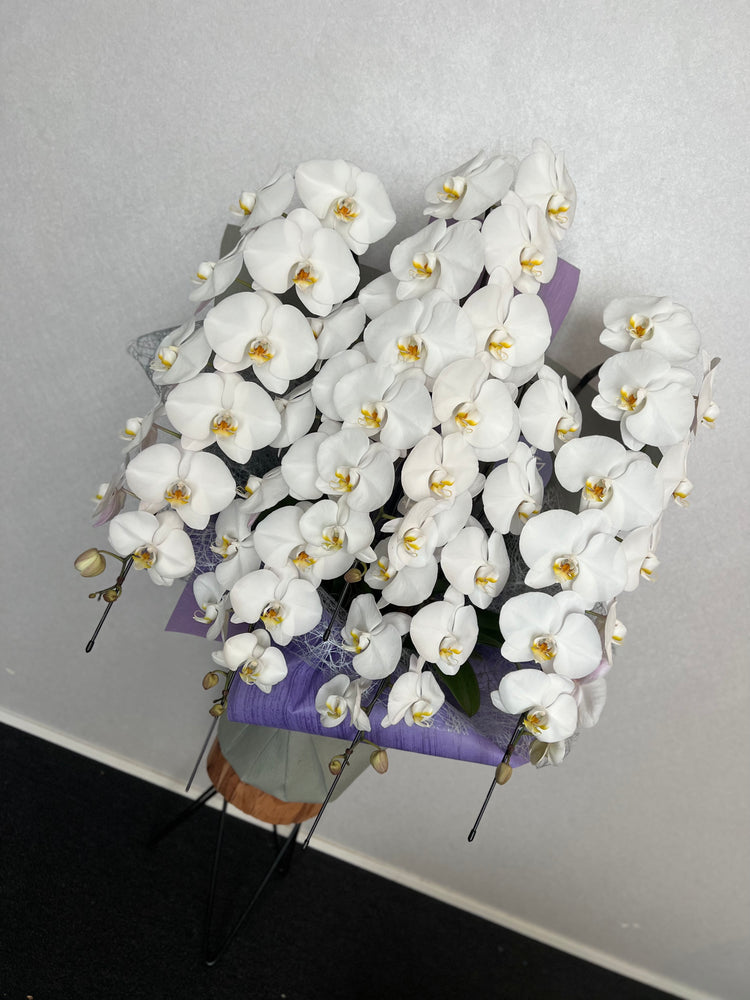 5本立ち胡蝶蘭75輪【ラッピング&木札付き】