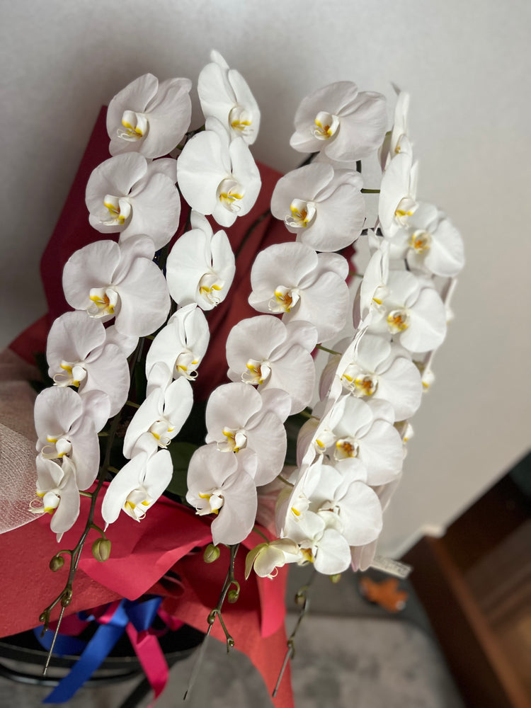 3本立ち胡蝶蘭39輪【ラッピング&木札付き】