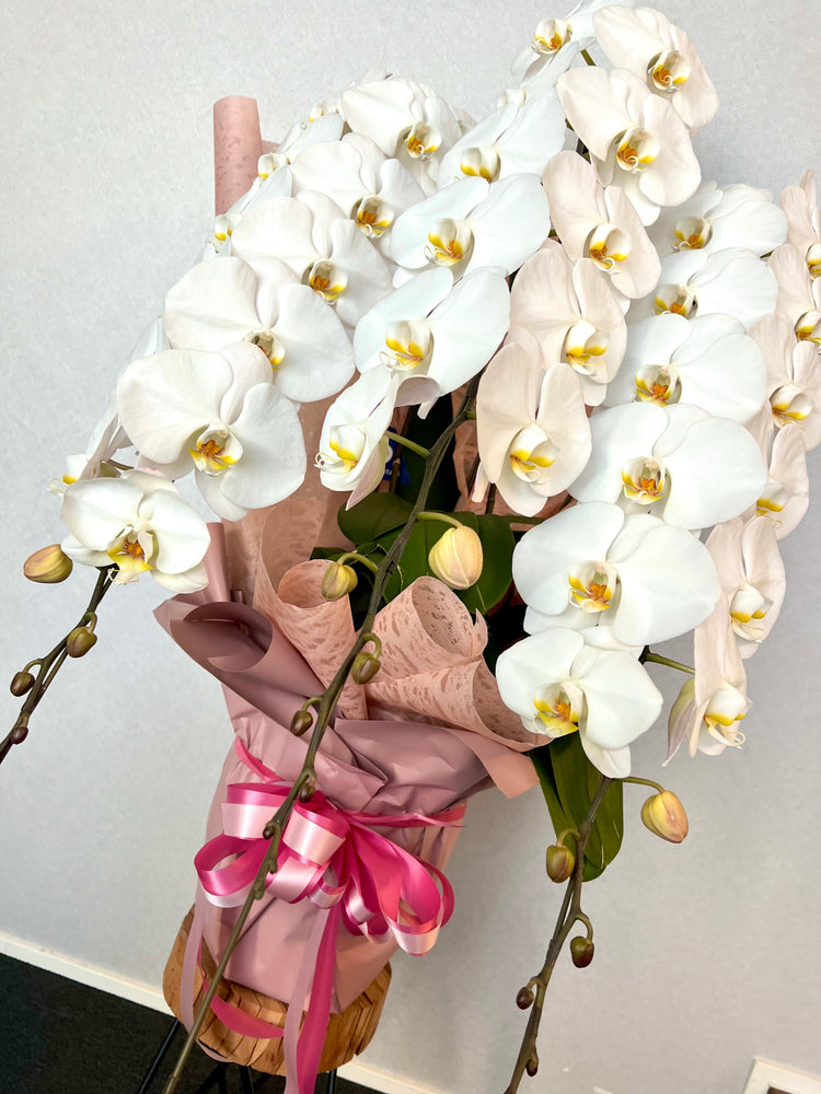 3本立ち胡蝶蘭(pink wrapping)