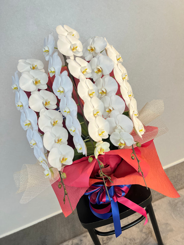 3本立ち胡蝶蘭39輪【ラッピング&木札付き】