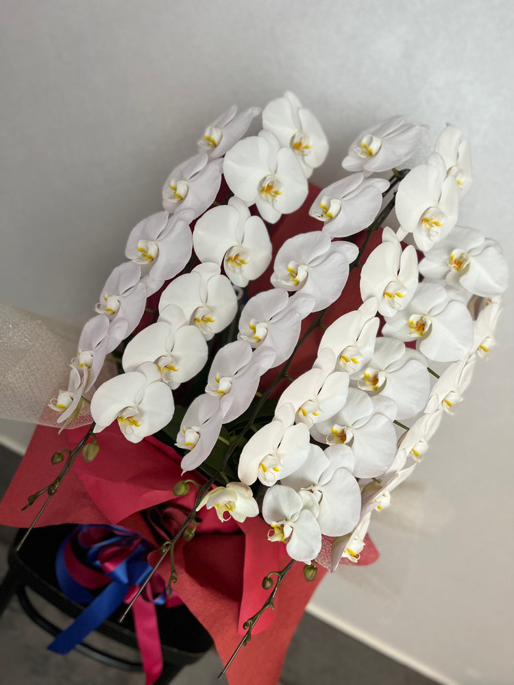 3本立ち胡蝶蘭39輪【ラッピング&木札付き】