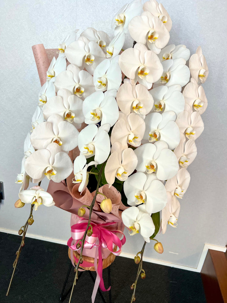 3本立ち胡蝶蘭(pink wrapping)