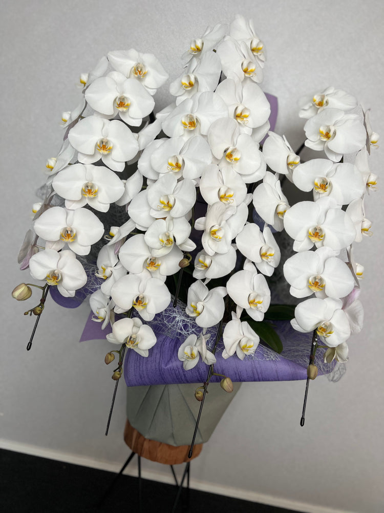 5本立ち胡蝶蘭75輪【ラッピング&木札付き】