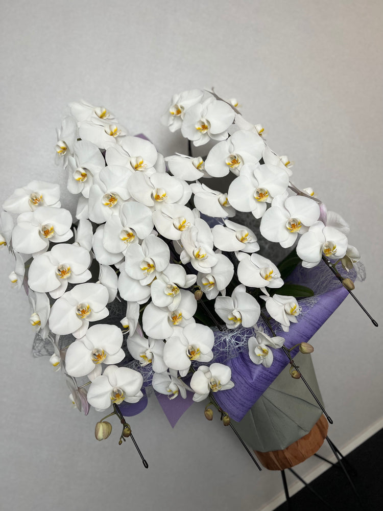 5本立ち胡蝶蘭75輪【ラッピング&木札付き】