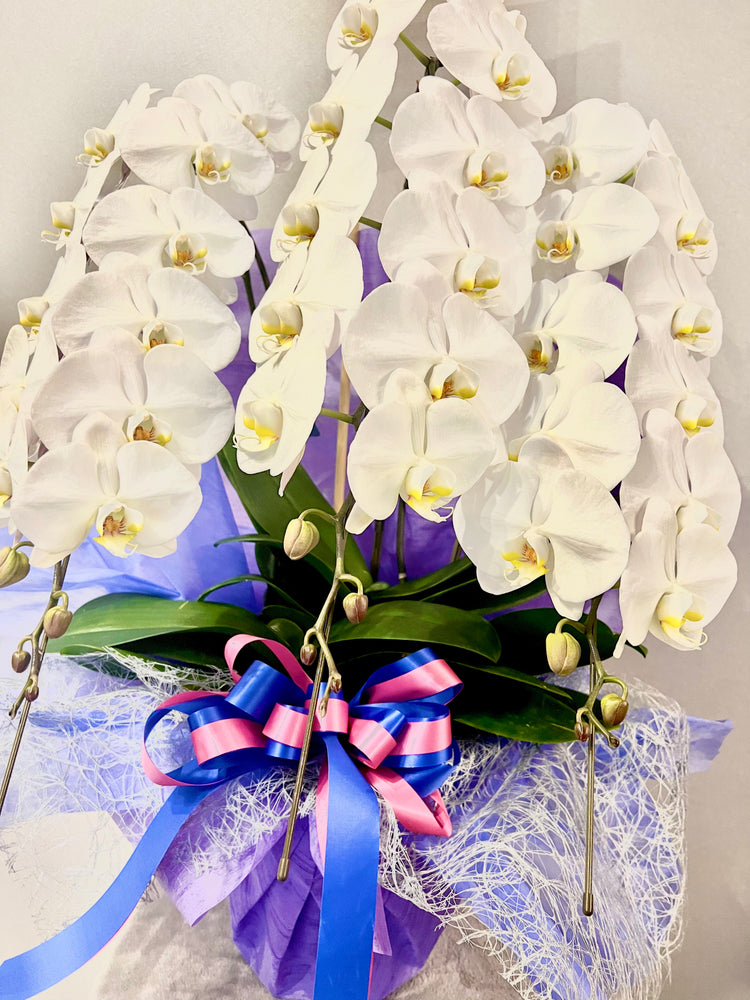 3本立ち胡蝶蘭【ラッピング&木札付き】