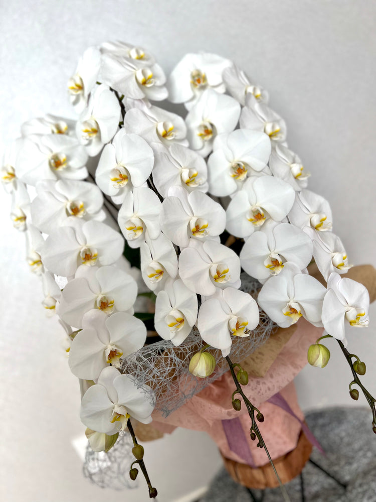 3本立ち胡蝶蘭【ラッピング&木札付き】