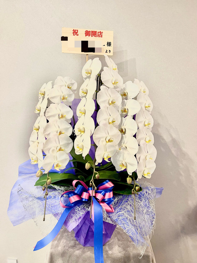 3本立ち胡蝶蘭【ラッピング&木札付き】