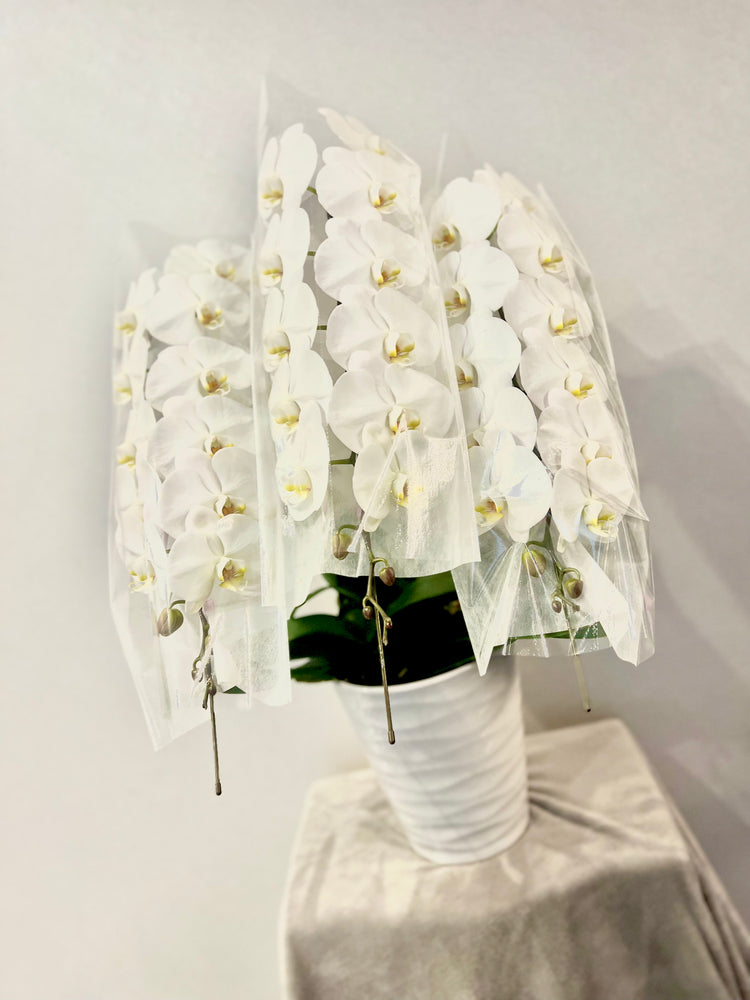 3本立ち胡蝶蘭【ラッピング&木札付き】