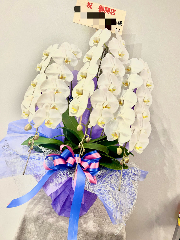 3本立ち胡蝶蘭【ラッピング&木札付き】