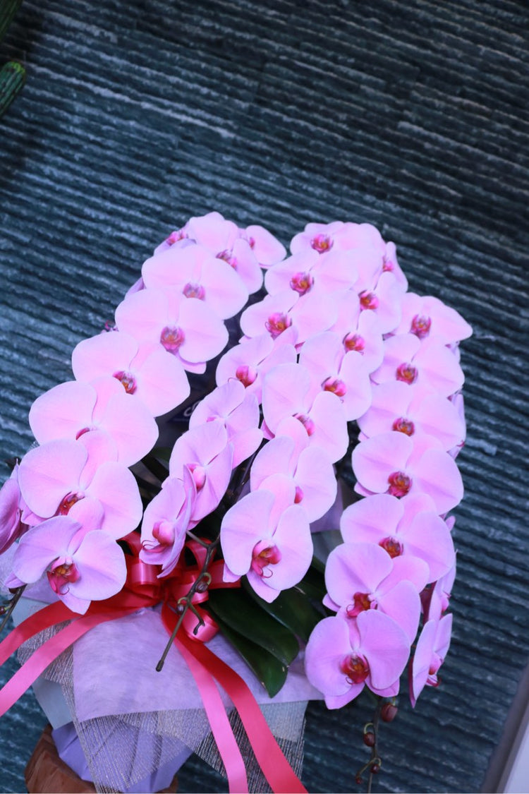 3本立ち胡蝶蘭‐ピンク【ラッピング&木札】