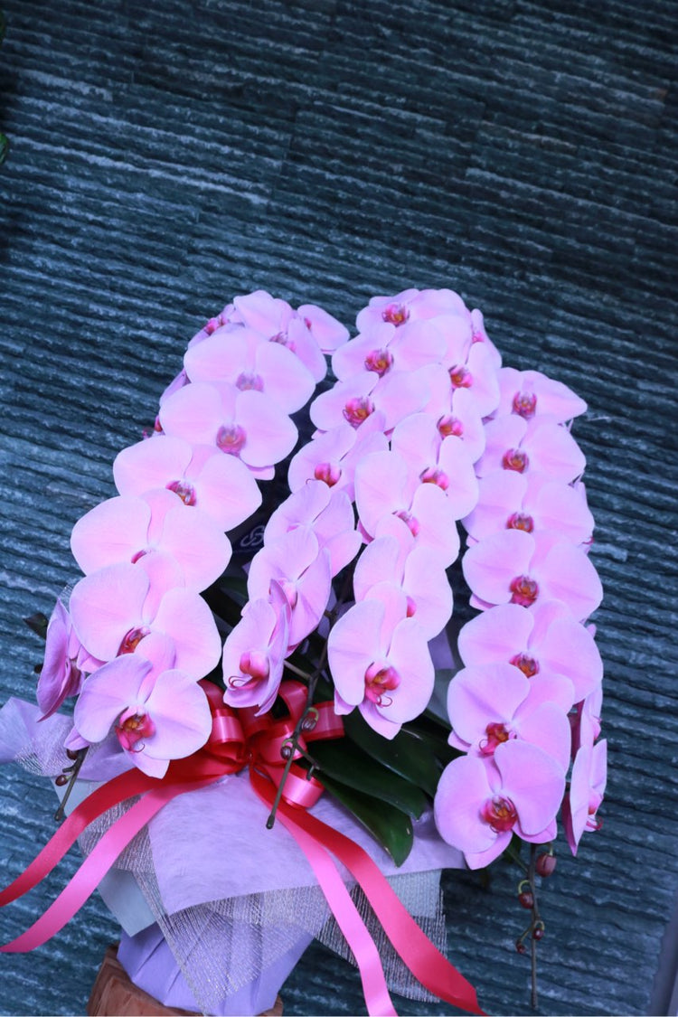 3本立ち胡蝶蘭‐ピンク【ラッピング&木札】