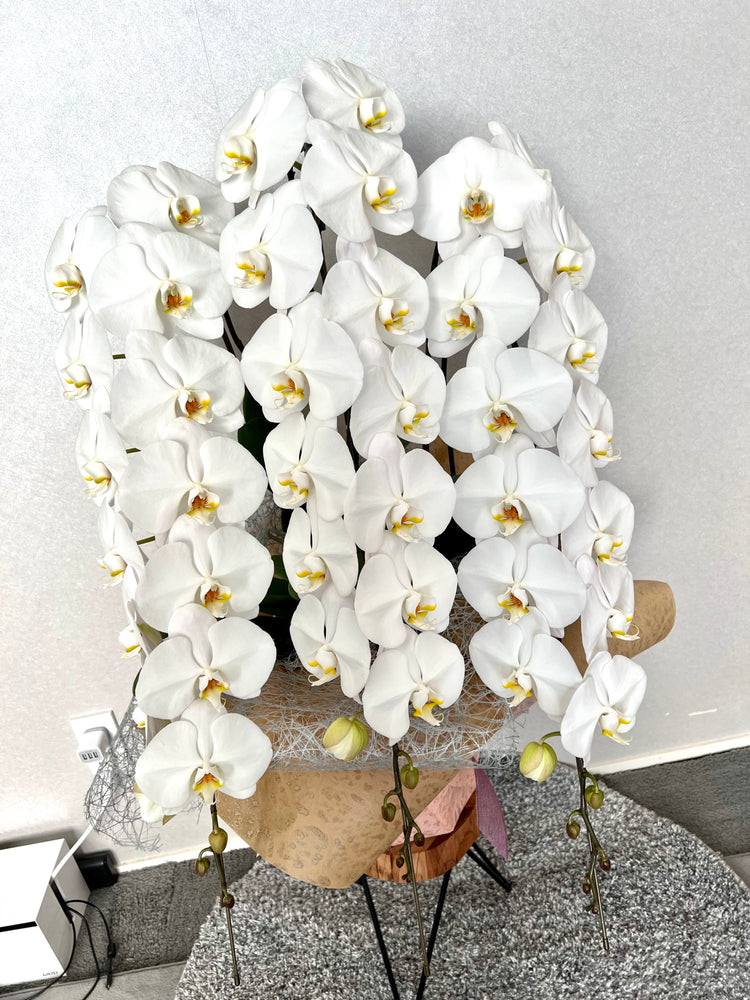 3本立ち胡蝶蘭【ラッピング&木札付き】