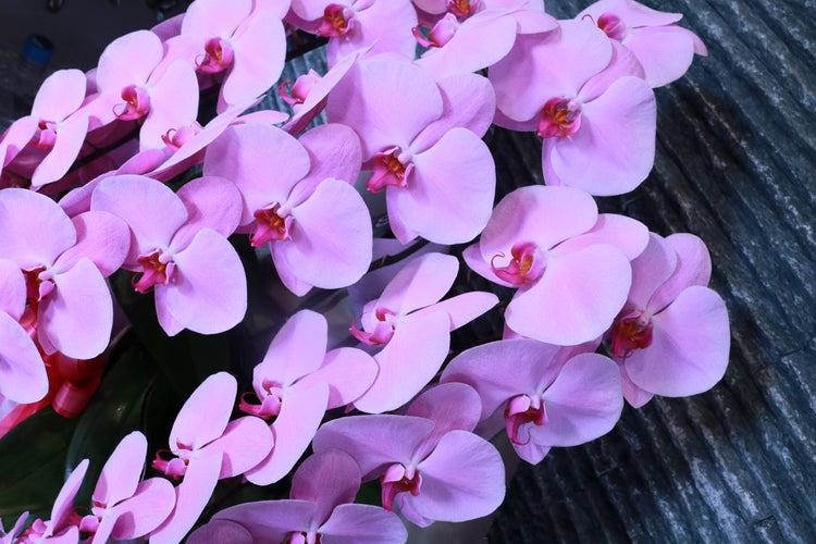 3本立ち胡蝶蘭‐ピンク【ラッピング&木札】