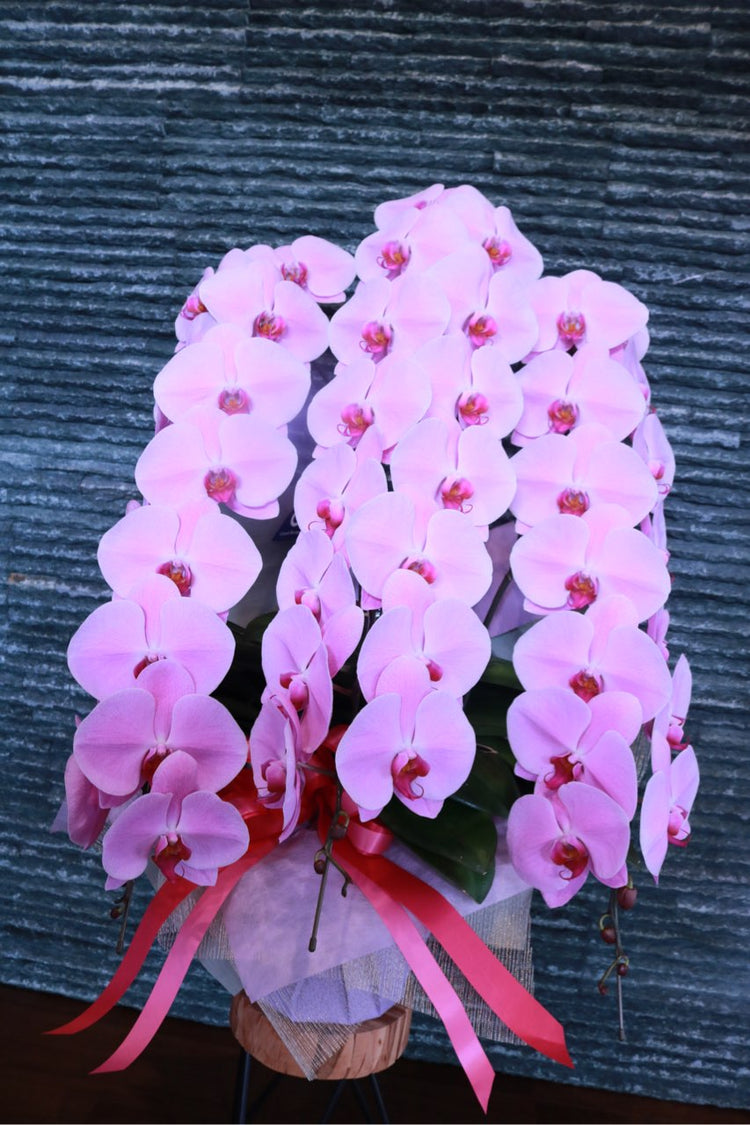 3本立ち胡蝶蘭‐ピンク【ラッピング&木札】