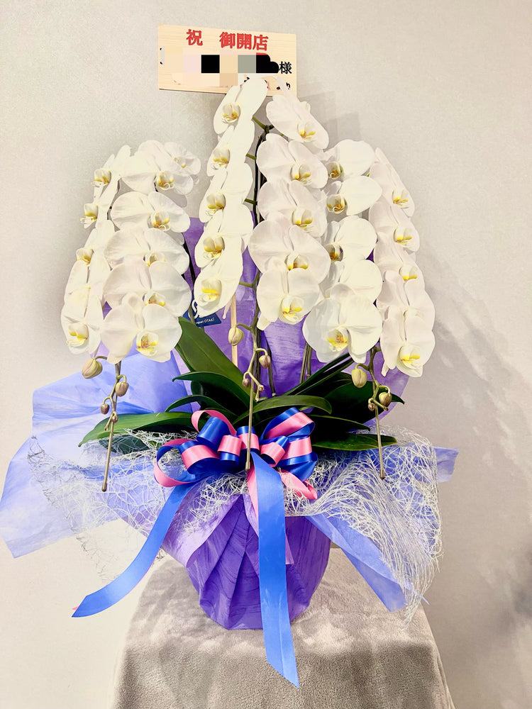 3本立ち胡蝶蘭【ラッピング&木札付き】