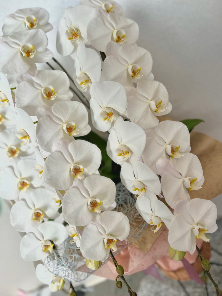 3本立ち胡蝶蘭【ラッピング&木札付き】