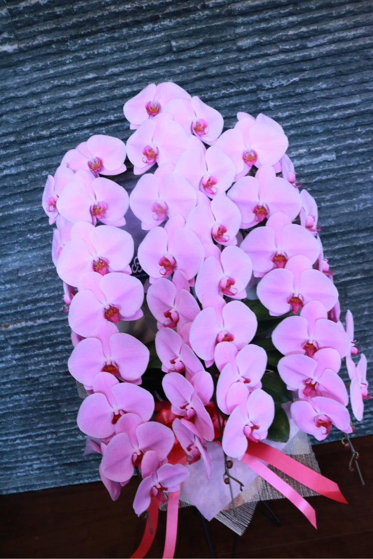 3本立ち胡蝶蘭‐ピンク【ラッピング&木札】