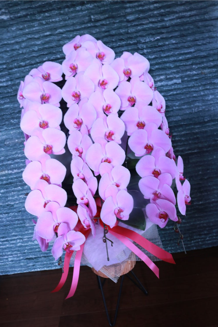 3本立ち胡蝶蘭‐ピンク【ラッピング&木札】