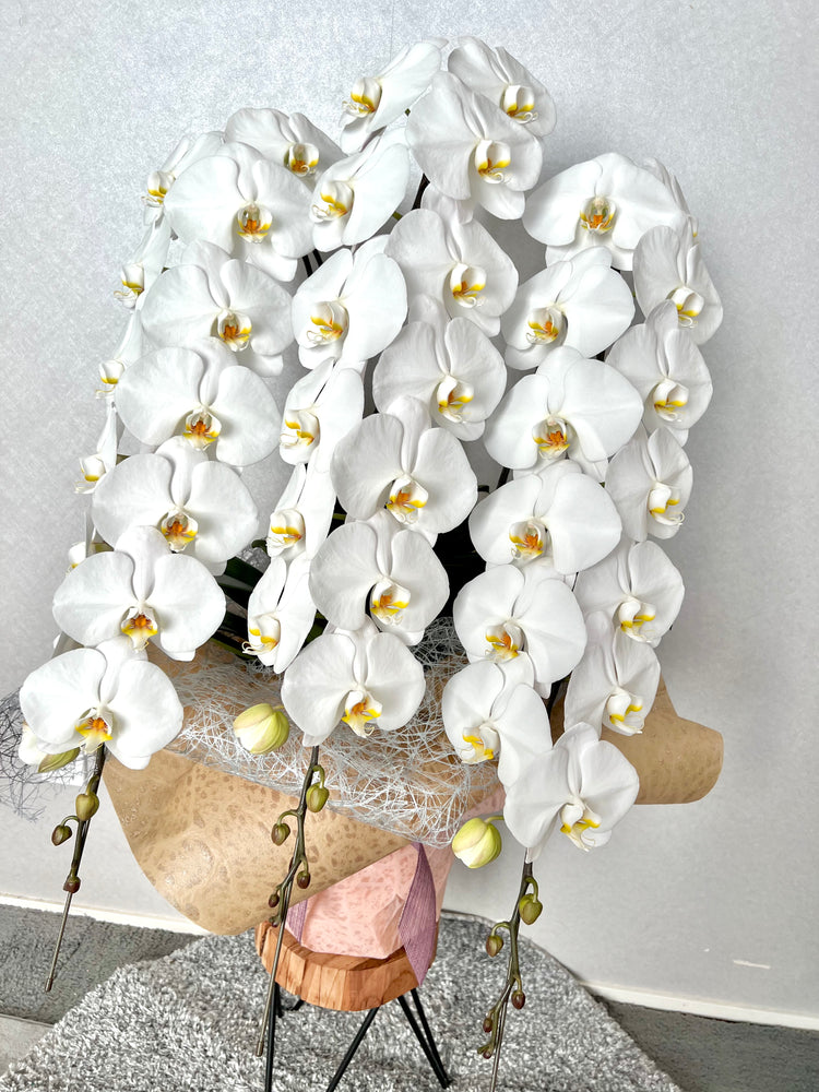 3本立ち胡蝶蘭【ラッピング&木札付き】