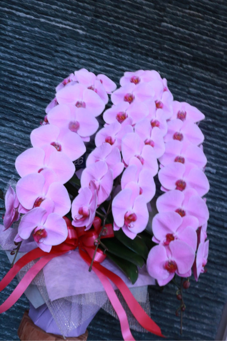 3本立ち胡蝶蘭‐ピンク【ラッピング&木札】